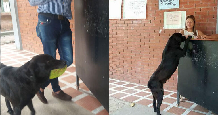 Σκύλος είδε φοιτητή να αγοράζει φαγητό με λεφτά και έκανε το ίδιο αλλά με φύλλα δέντρων