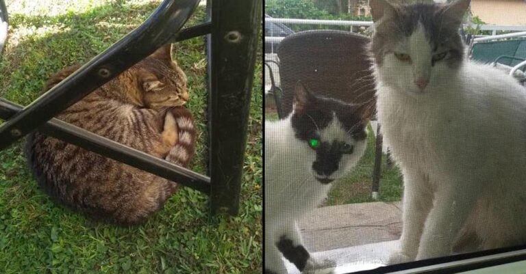 Καταδικάστηκε στο Εφετείο γυναίκα αστυνομικού που δηλητηρίασε γάτες με φόλες στην Κερασιά Θεσσαλονίκης