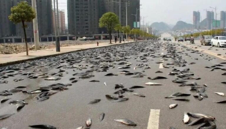 Σοκ στην Αυστραλία: Άνοιξαν οι ουρανοί και… έβρεξε ζωντανά ψάρια