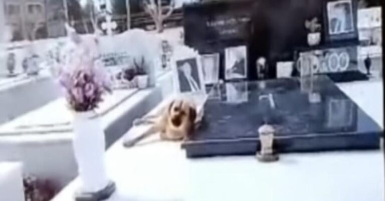 Συγκινητικό: Σκύλος στη Κρήτη δεν λέει να φύγει από το μνήμα του αφεντικού του