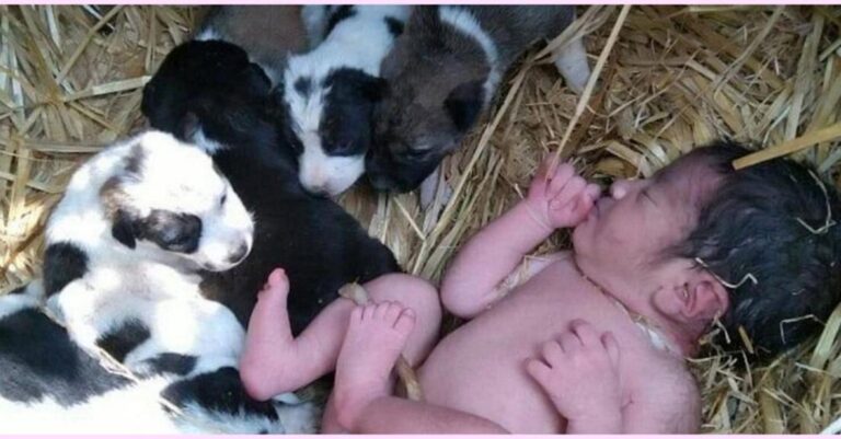 Κουταβάκια έσωσαν νεογέννητο μωράκι που εγκαταλείφθηκε γυμνό. Το κράτησαν ζεστό όλο το βράδυ