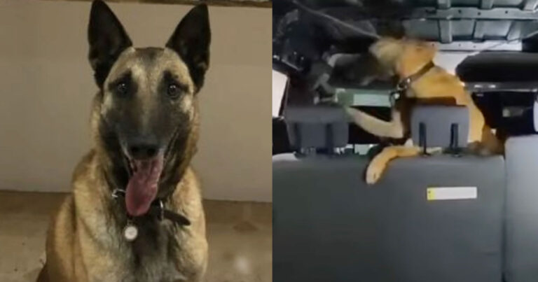 Αλεξανδρούπολη: Η «Λάικα» μύρισε 32 κιλά κάνναβη – To βίντεο που την δείχνει «εν δράσει»