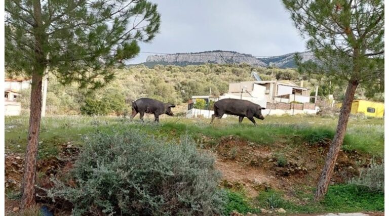 Αγριογούρουνα κάνουν χαλαρή βόλτα στην Άνω Γλυφάδα