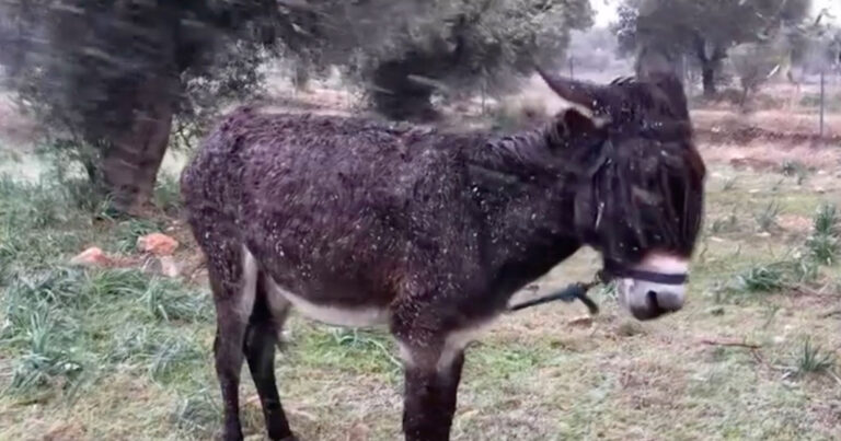 Απαράδεκτο περιστατικό στην Παιανία: Άφησαν γαϊδουράκι έξω στον χιονιά