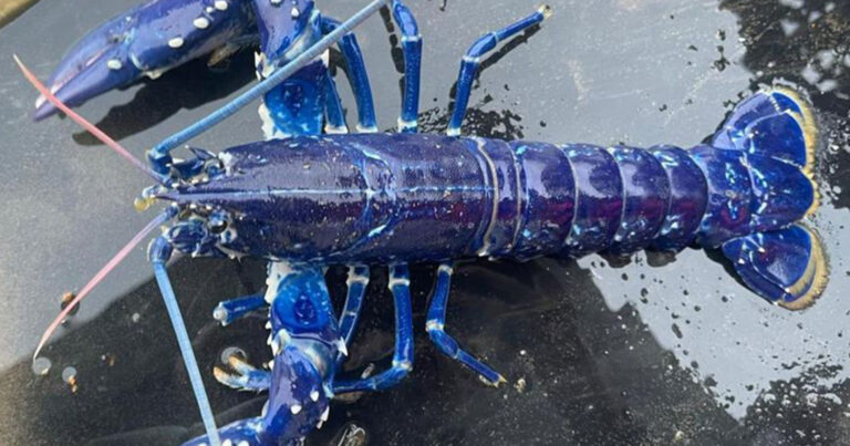 Μια στις δύο εκατομμύρια πιθανότητες: Ψαράς βρήκε σπάνιο, φωτεινό μπλε αστακό