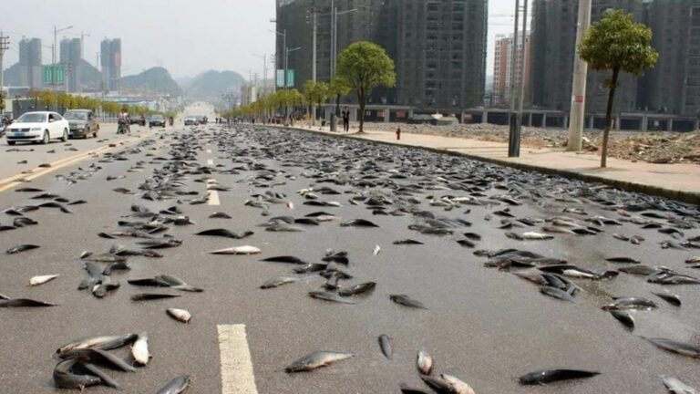 «Άνοιξαν οι ουρανοί» και «έβρεξε» ψάρια στην Αυστραλία – Γέμισαν οι δρόμοι πέρκες