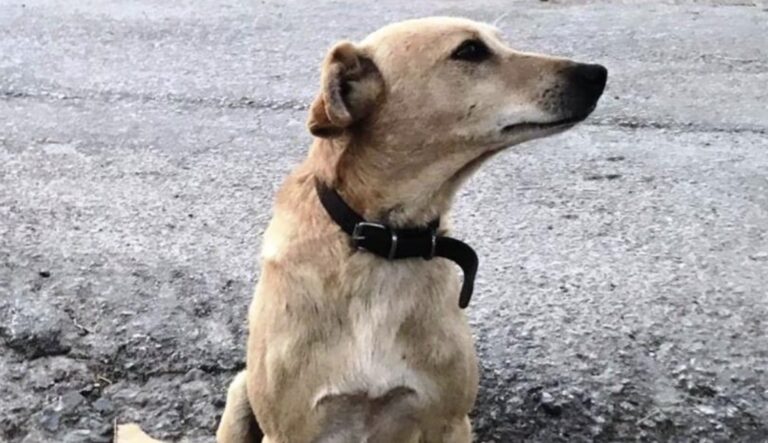 Φρίκη στον Βόλο: Αποκεφάλισαν σκύλο και τον πέταξαν στα χιόνια