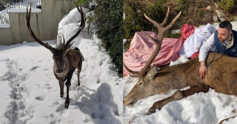 Ιπποκράτειος Πολιτεία: Τραυματισμένο ελάφι βρήκε καταφύγιο σε αυλή σπιτιού – Ο σύλλογος ANIMA ανέλαβε την περίθαλψή του