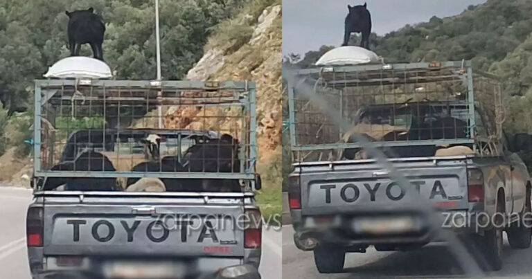 Κρήτη: Τα πρόβατα στην καρότσα και ο σκύλος στην οροφή του αγροτικού πάνω σε μαξιλάρι