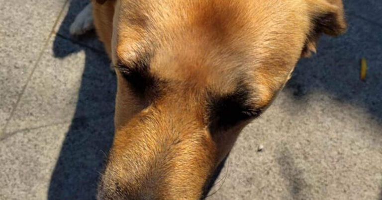 Κτηνωδία στις Σέρρες: Ασυνείδητος έσβησε το τσιγάρο του στο κεφάλι αδέσποτου σκυλιού