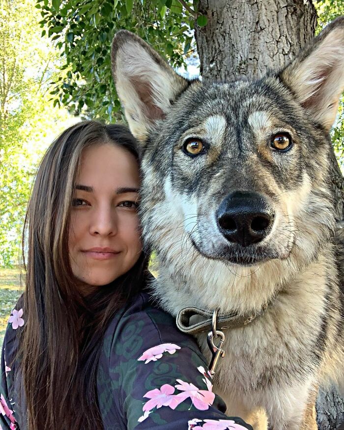 meet kira the wolf who was abandoned by her mother as a baby and had another chance to live happily 60b895fd18ffa 700