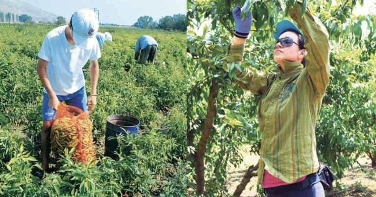 Οι Αλβανοί φεύγουν, οι ντόπιοι έρχονται: Πρώτη φορά νέοι Έλληνες στα χωράφια για δουλειά, μετά από 30 χρόνια