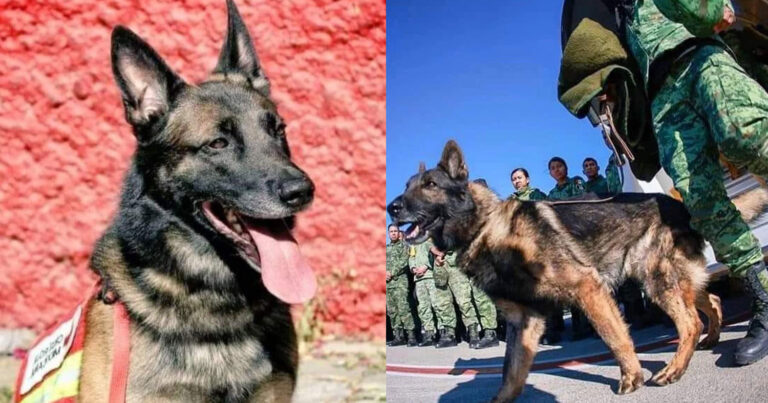 Σκύλος-διασώστης άφησε την τελευταία του πνοή στο καθήκον στην Τουρκία