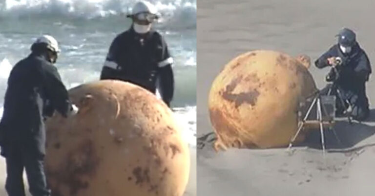 Ιαπωνία: Τι συμβαίνει με το «Αυγό του Γκοτζίλα» – Προβληματισμός για τη μυστηριώδη μπάλα που ξεβράστηκε