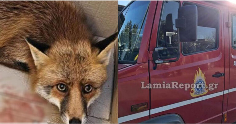 Δακρύσαμε με αλεπουδίτσα στη Λαμία: Το τραυματισμένο ζωάκι κούρνιασε κάτω από αυτοκίνητα