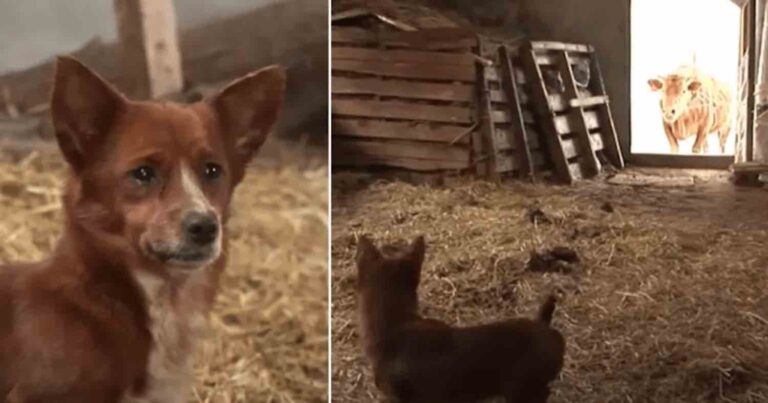 Σκύλος κλαίει δάκρυα χαράς όταν τελικά επανενώνεται με την αγελάδα που τον μεγάλωσε
