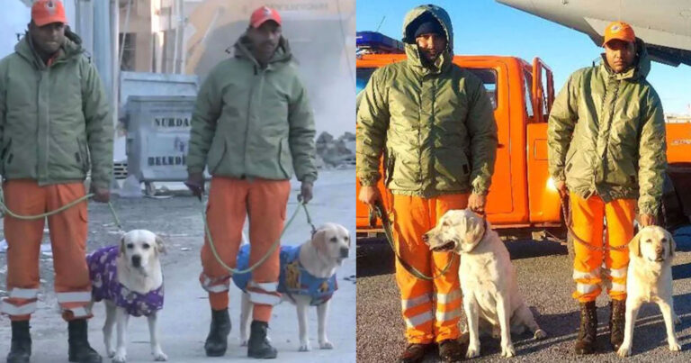 Τουρκία: O Romeo και η Julie, τα δύο σκυλιά που έσωσαν 6χρονο κοριτσάκι κάτω από τα ερείπια