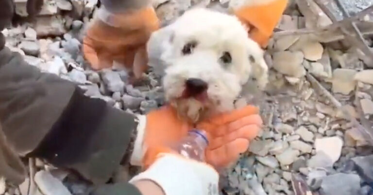 Τουρκία: Σκύλος βγαίνει μέσα από τα συντρίμμια ζωντανός μετά από 61 ώρες