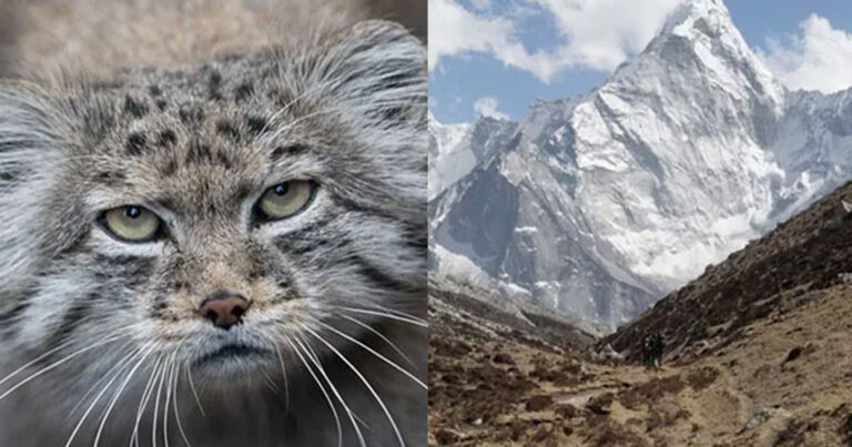 Βρέθηκαν γάτες στο Έβερεστ: Είναι άγριες και έχουν μονίμως γκρινιάρικη έκφραση