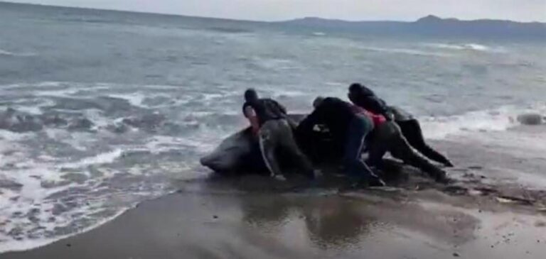 Κύπρος: Νεκρές φάλαινες ξεβράστηκαν στις ακτές, πιθανή η σύνδεση με τους σεισμούς σε Τουρκία-Συρία