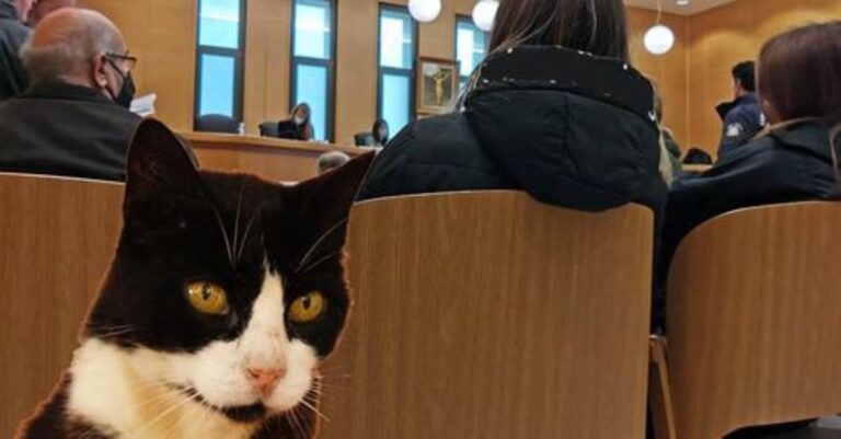 Δικαιώθηκε φιλόζωος που φιλοξένησε αδέσποτες γάτες για να τις σώσει από φόλες στην Ηλιούπολη Αττικής και του έβαλαν πρόστιμο 9.600 ευρώ