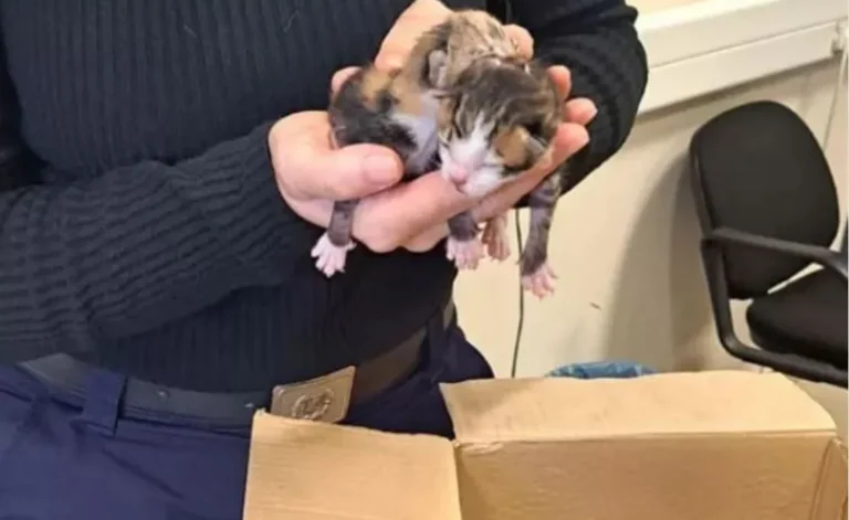 Πρόστιμο «μαμούθ» 120.000 ευρώ στην 75χρονη που πέταξε στα σκουπίδια τέσσερα νεογέννητα γατάκια