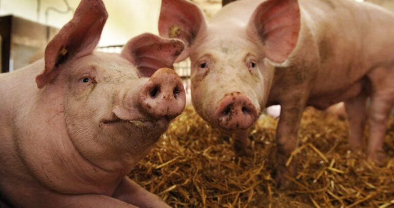 Γιατί οι Εβραίοι και οι μουσουλμάνοι δεν τρώνε χοιρινό;