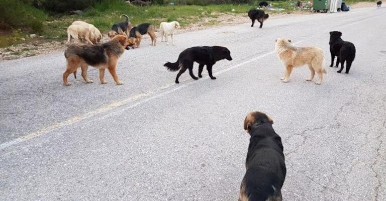 Πως να αντιδράσετε αν δεχθείτε επίθεση από αγέλη σκύλων