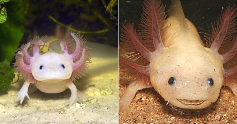 Αξολότλ: Το περιέργο ον του νερού που περπατάει και αναγεννάται από τις στάχτες του