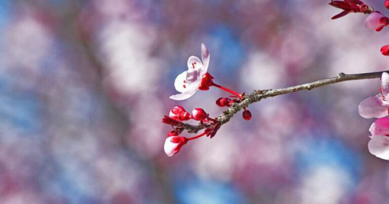 Σήμερα είναι επίσημα η πρώτη μέρα της άνοιξης