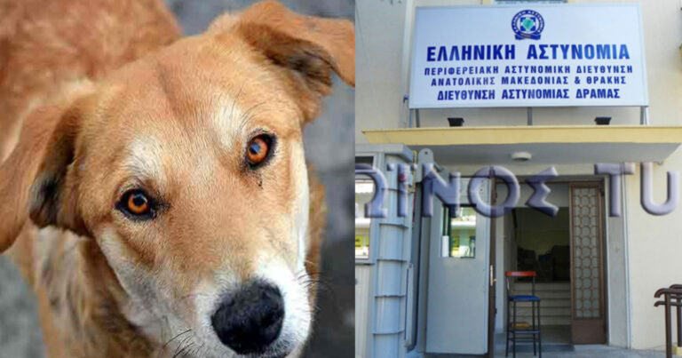 Αποτροπιασμός στη Δράμα: Έκοψε με ψαλίδι τα αυτιά αδέσποτου σκύλου
