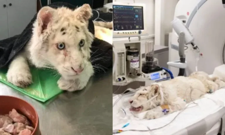 Ευχάριστα νέα: Tο λευκό τιγράκι αρχίζει και παίρνει βάρος