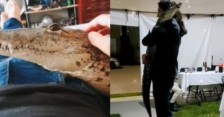 Ένας Μεξικανός έχει για κατοικίδιο κροκόδειλο: «Είναι σαν σκύλος, κοιμάται μαζί μου»