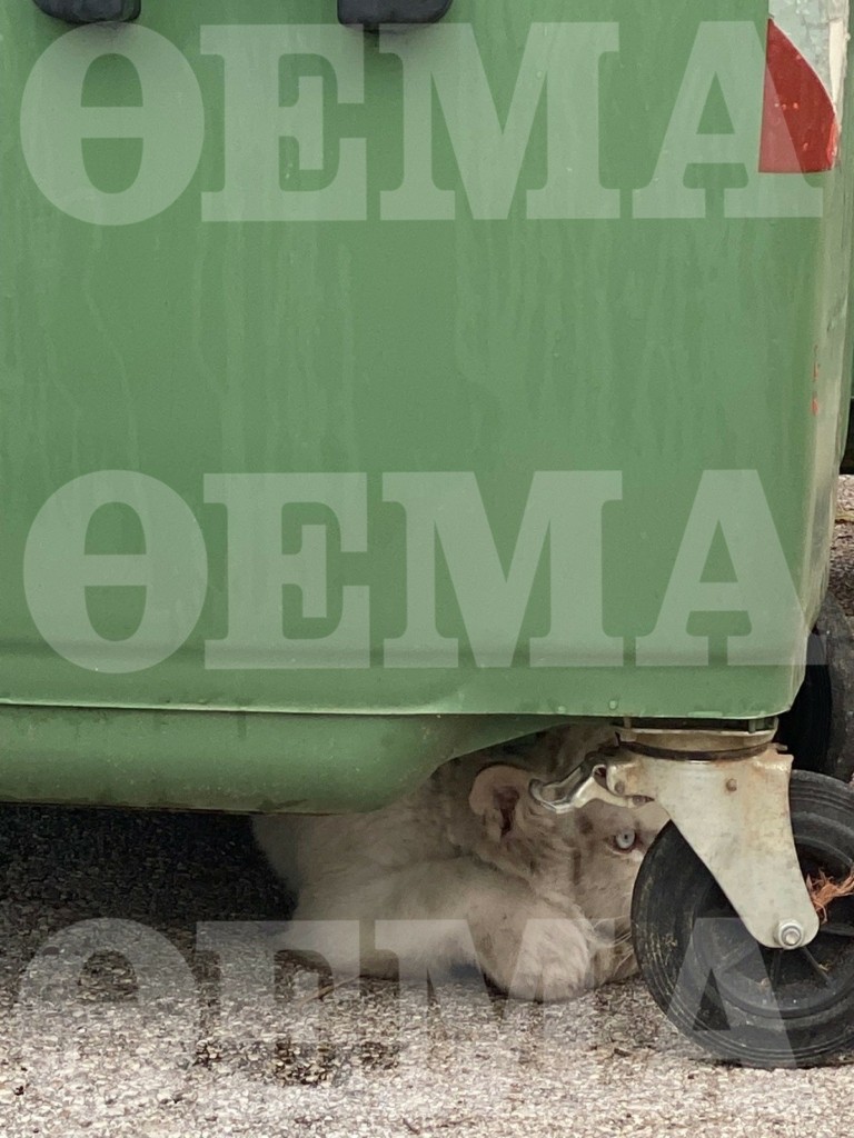 Αττικό Ζωολογικό Πάρκο: Βρέθηκε λευκό τιγράκι εγκαταλελειμμένο στα σκουπίδια 3 lefki tigris 3 768x1024 1