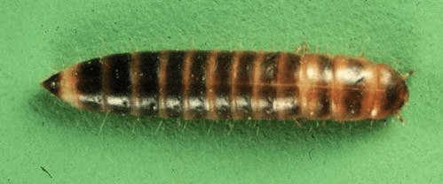 lesser mealworm alphitobius diaperinus usda ars gmprc 2016 1