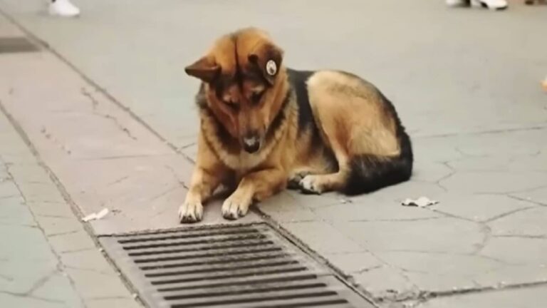 Σκύλος κοίταζε τον υπόνομο κάθε μέρα – Οι άνθρωποι σοκαρίστηκαν όταν άνοιξαν την καταπακτή