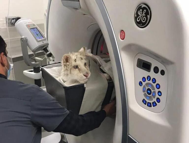 Η μαγνητική έδειξε τη σοβαρότατη κατάσταση της υγείας για το παράλυτο τιγράκι