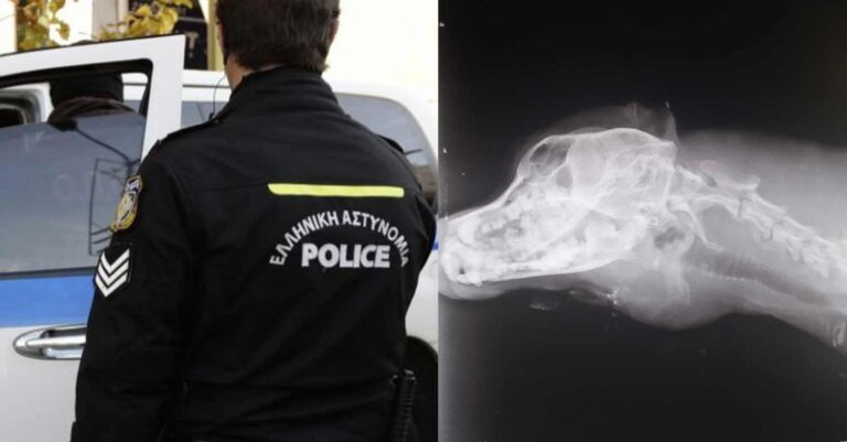 Σέρρες: Σκότωσαν σκύλο και τον πέταξαν στα σκουπίδια – Η ακτινογραφία μετά την κτηνωδία