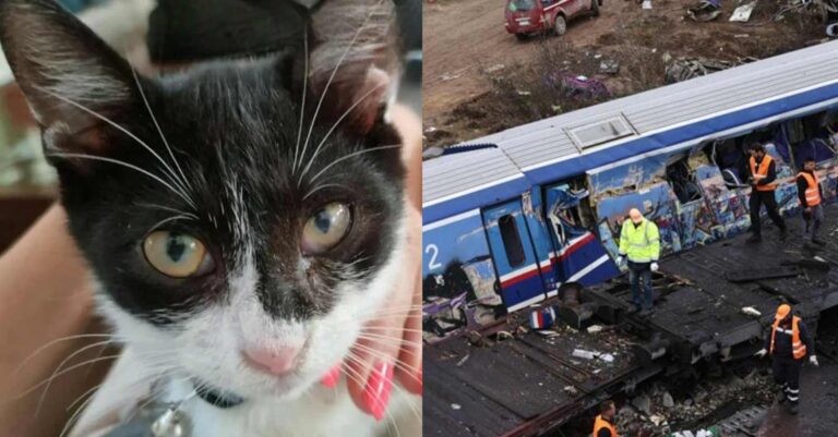 Τέμπη: Σώθηκε από την σύγκρουση των τρένων και τώρα αναζητά τον γάτο της με τον οποίο ταξίδευε μαζί