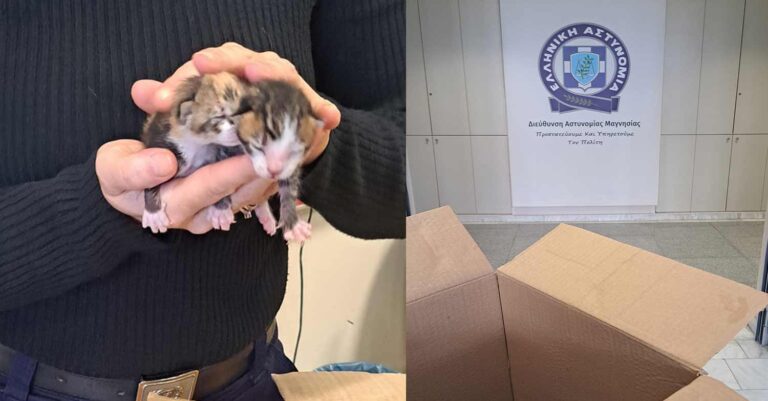 Βόλος: Αντιμέτωπη με πρόστιμο 120.000 ευρώ η 75χρονη που πέταξε στα σκουπίδια τέσσερα γατάκια