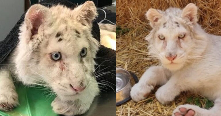 Σε καλά χέρια το λευκό τιγράκι: 12 κτηνίατροι αναλαμβάνουν την υπόθεση – Σενάρια μεταφοράς στο εξωτερικό