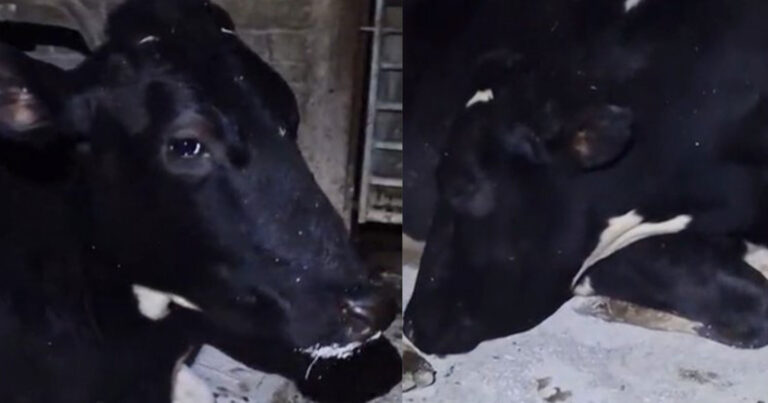 Αγελάδα παριστάνει ότι κοιμάται για να γλιτώσει το πρωινό άρμεγμα