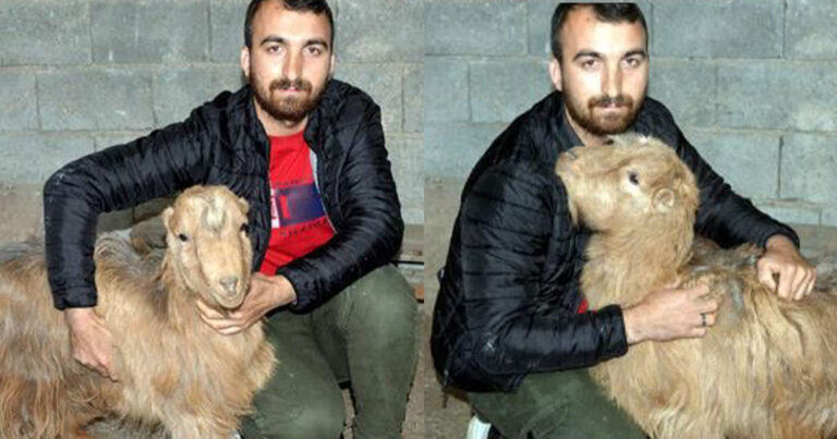 Σεισμός στην Τουρκία: Ανασύρθηκε ζωντανή κατσίκα έπειτα από 47 ημέρες