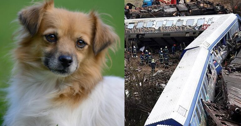 Συγκλονιστικό: Πώς σκύλος «έσωσε» ζευγάρι φοιτητών που ήταν να κάτσει στο δεύτερο βαγόνι