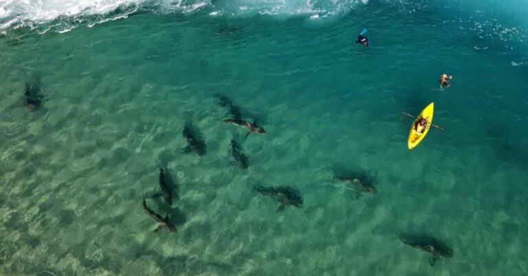 Βίντεο: Κοπάδι από πεινασμένους καρχαρίες σε φρενίτιδα κατασπαράζει ό,τι βρει στο διάβα του