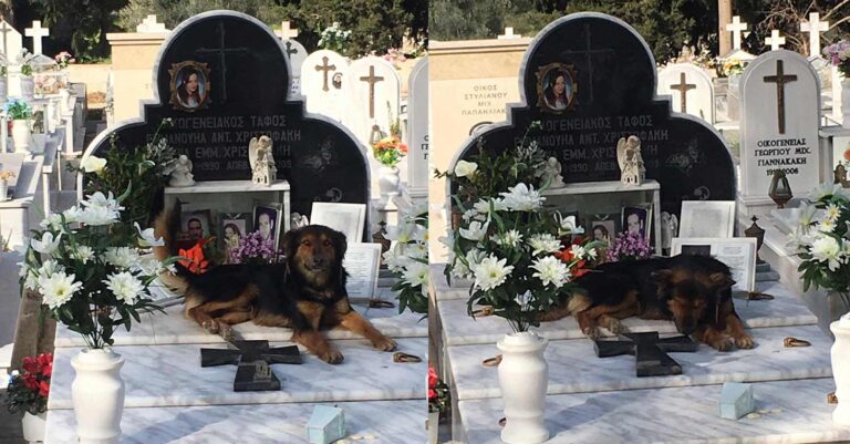 Κρήτη: Συγκινεί το αδέσποτο που κοιμάται πάνω στο τάφο τριών νέων