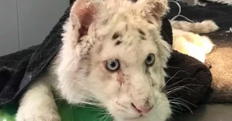 Διασώθηκε το λευκό τιγράκι που βρέθηκε εγκαταλελειμμένο στα σκουπίδια