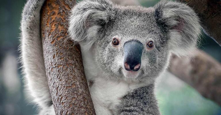 Βίντεο: Κοάλα μπαίνει σε βενζινάδικο αναζητώντας μία αγκαλιά αλλά μάταια