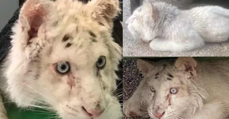 Αττικό Πάρκο: Ανοιχτό το ενδεχόμενο ευθανασίας για το τιγράκι που βρέθηκε εγκαταλελειμμένο στα σκουπίδια