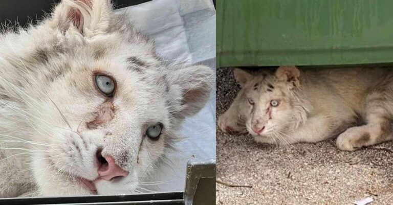 Άσχημα τα νέα για το λευκό τιγράκι: «Είναι μετάλλαξη από τσίρκο – Δεν θα ζήσει…»